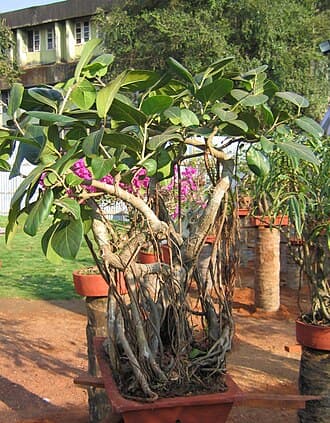 Banyan Fig Bonsai with Aerial Roots