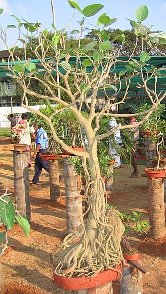 Banyan Root-Over-Rock Bonsai