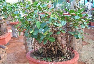 Ficus Bonsai with Aerial Roots