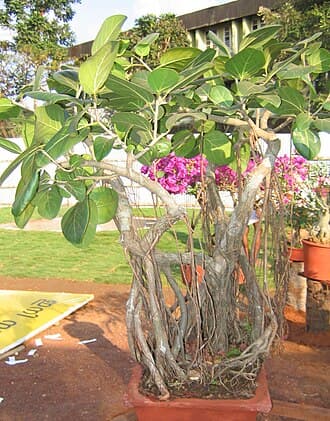 Banyan Bonsai with Extensive Aerial Roots