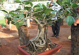 Banyan Fig Bonsai