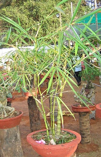 Bamboo Forest Bonsai