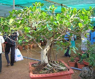 Ficus Bonsai with Aerial Roots