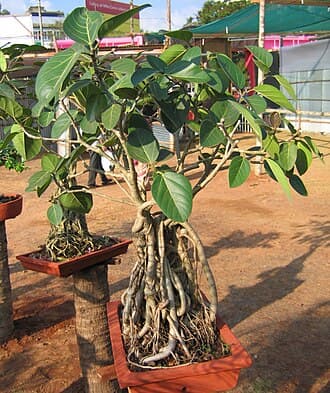 Banyan Bonsai with Fused Aerial Roots