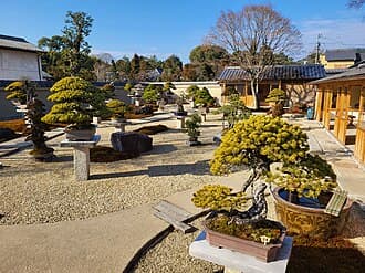 Aged Japanese Black Pine Bonsai