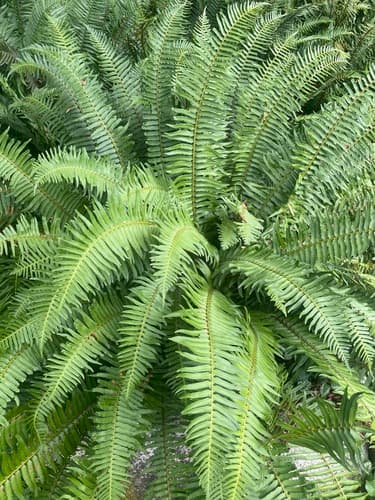 Western Sword Fern