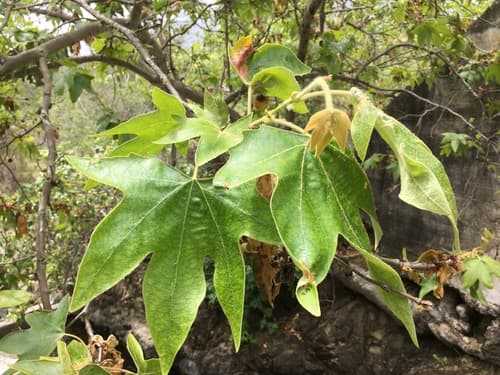 Western Sycamore Bonsai