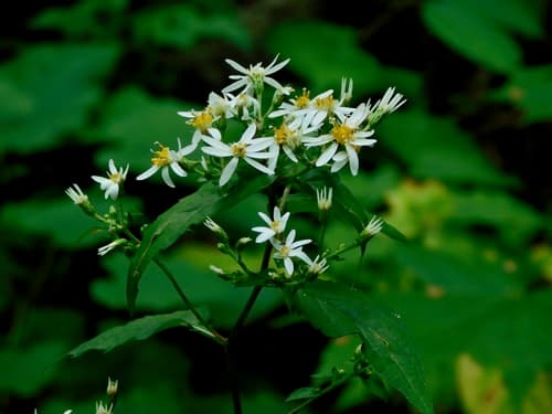 White Wood Aster Bonsai (Hypothetical)