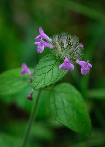 Wild Basil