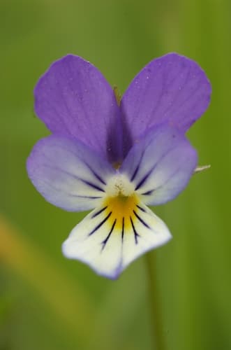 Wild Pansy