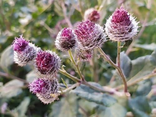 Woolly Burdock
