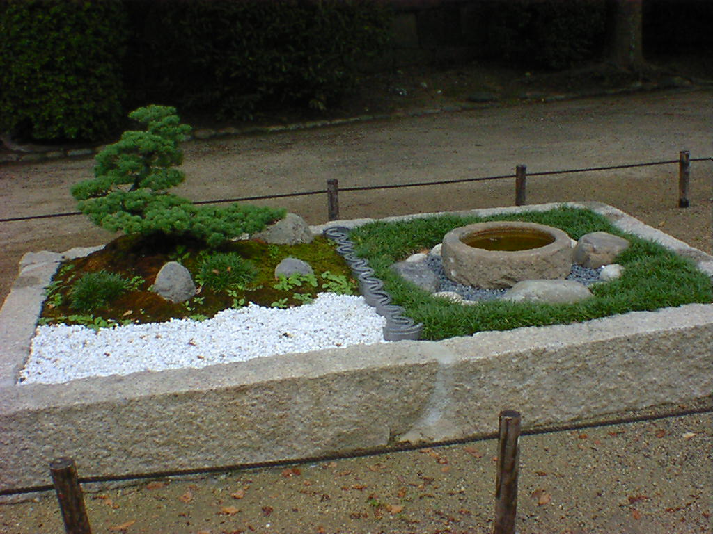Chinese Juniper Bonsai in Garden Display