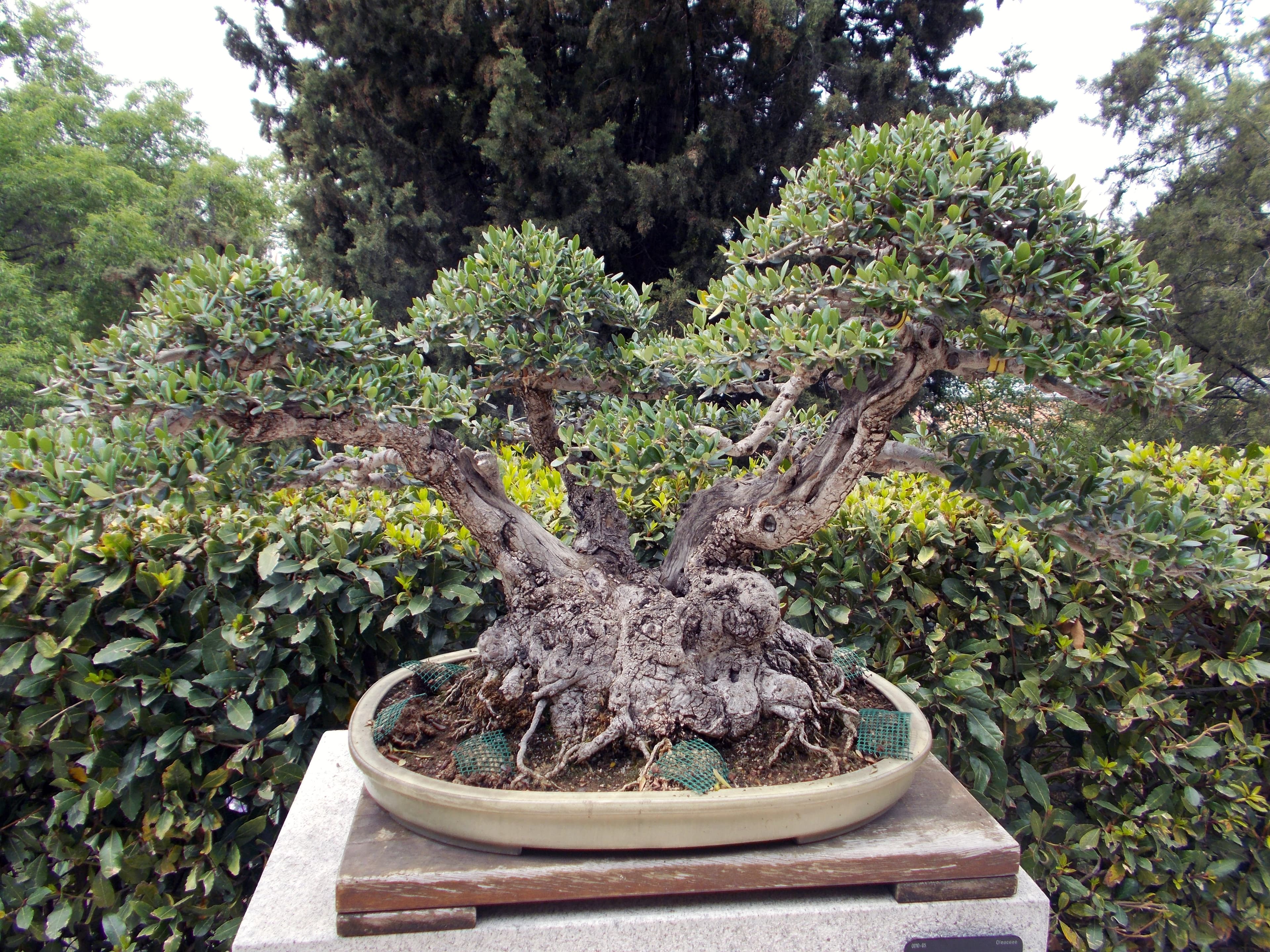 Olive 'Olea europaea sylvestris' (Wild Olive) Bonsai