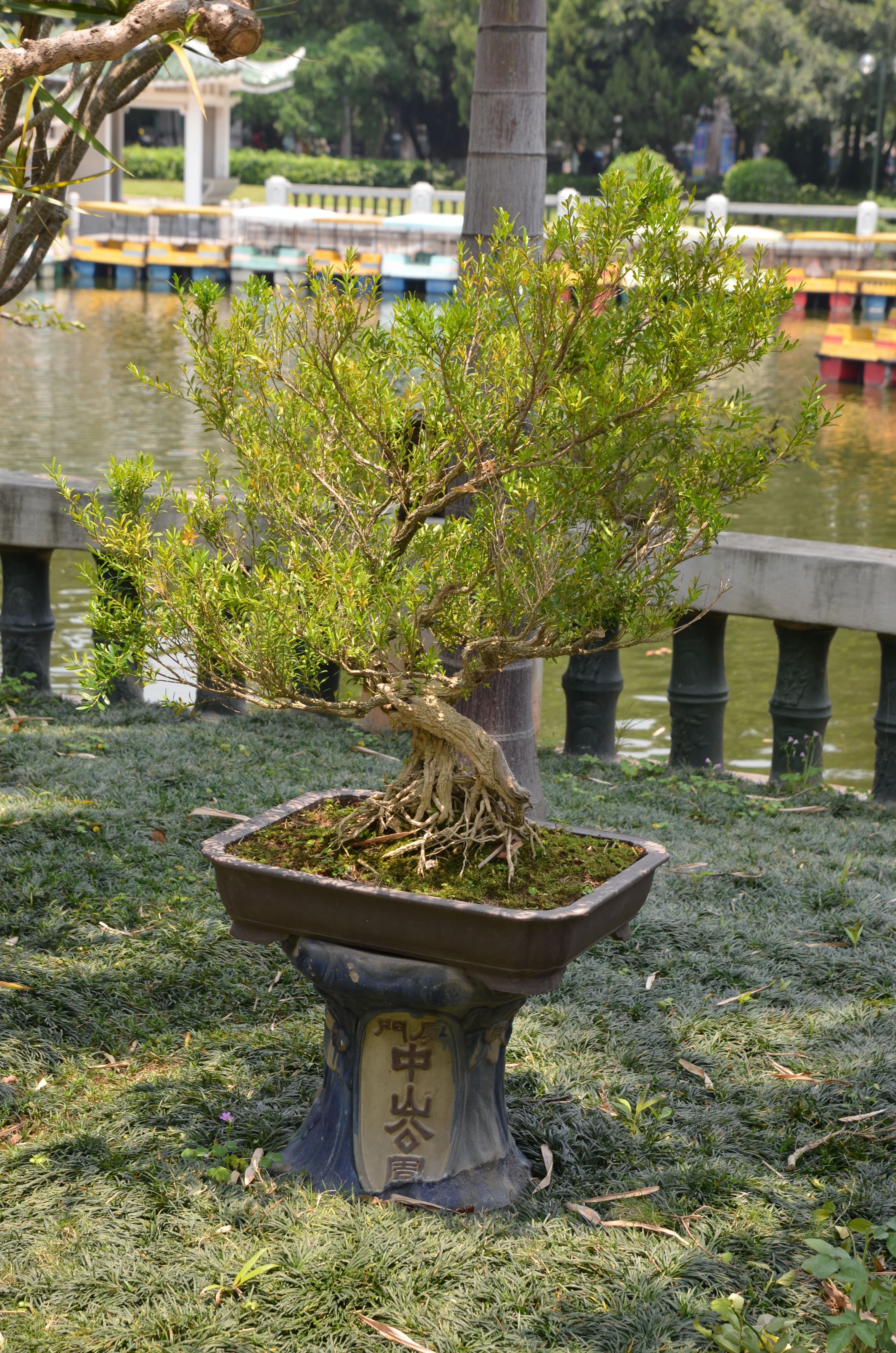 Chinese Banyan Informal Upright Bonsai