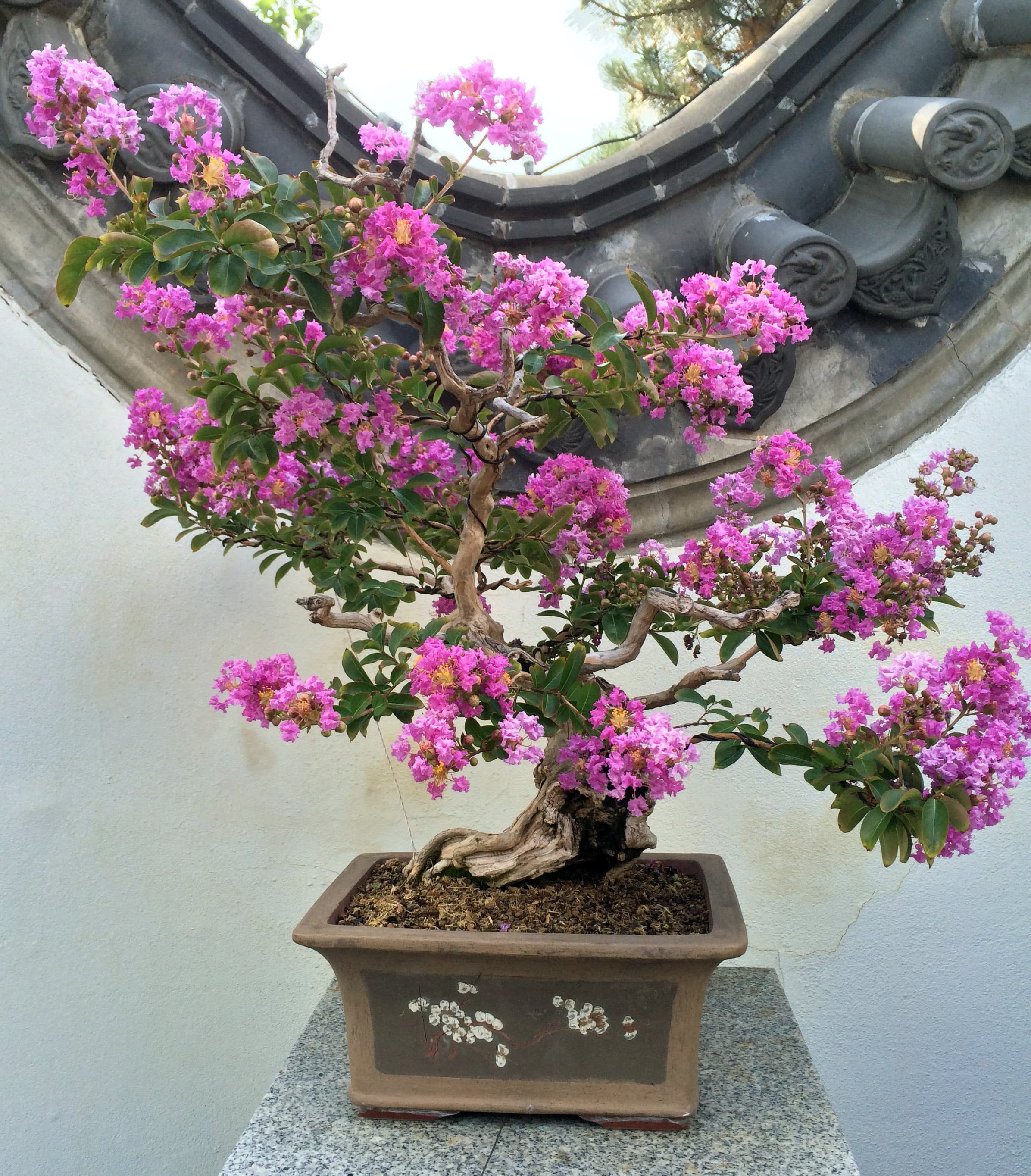 Crape Myrtle Bonsai