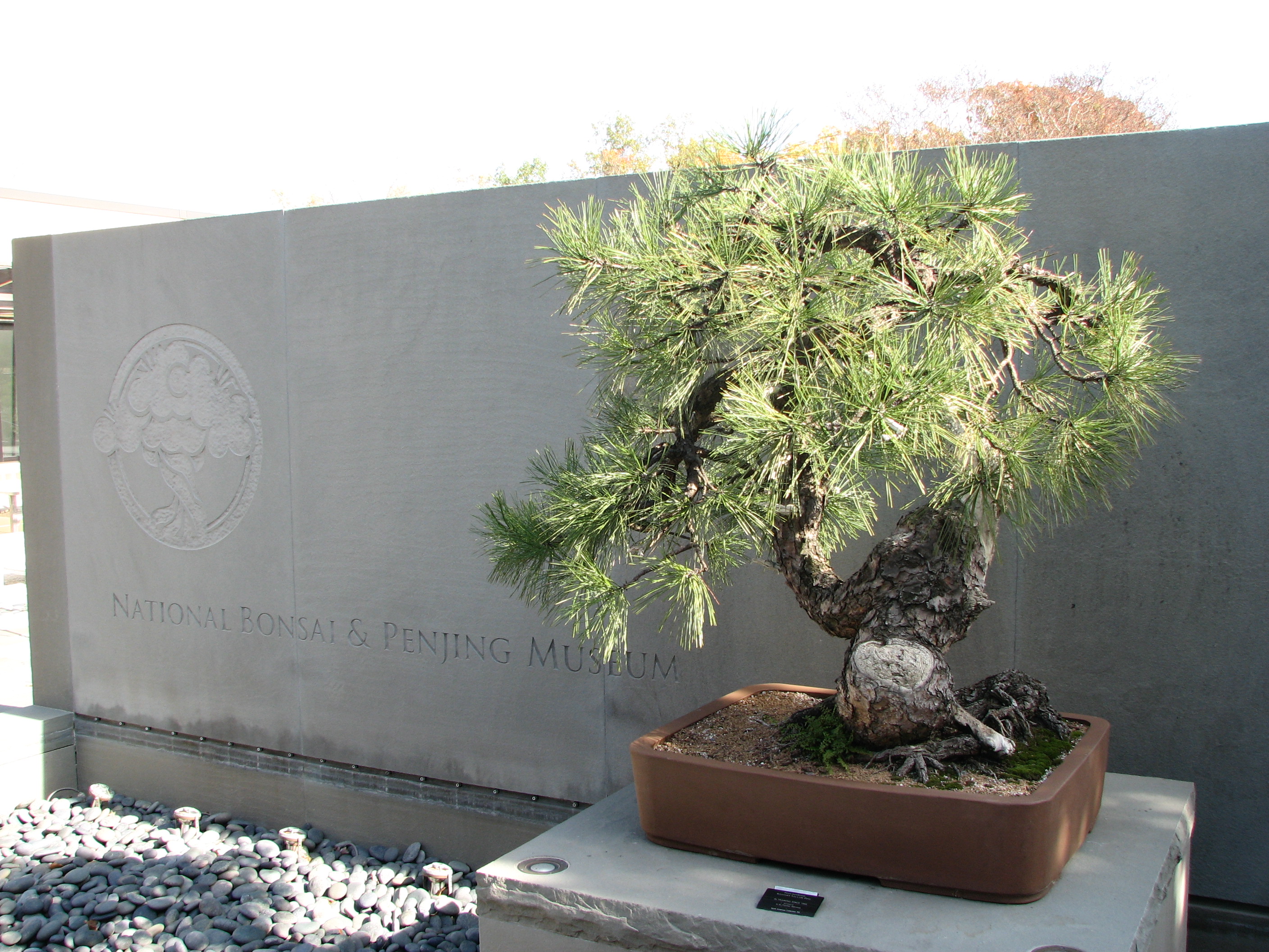 Japanese Black Pine Bonsai