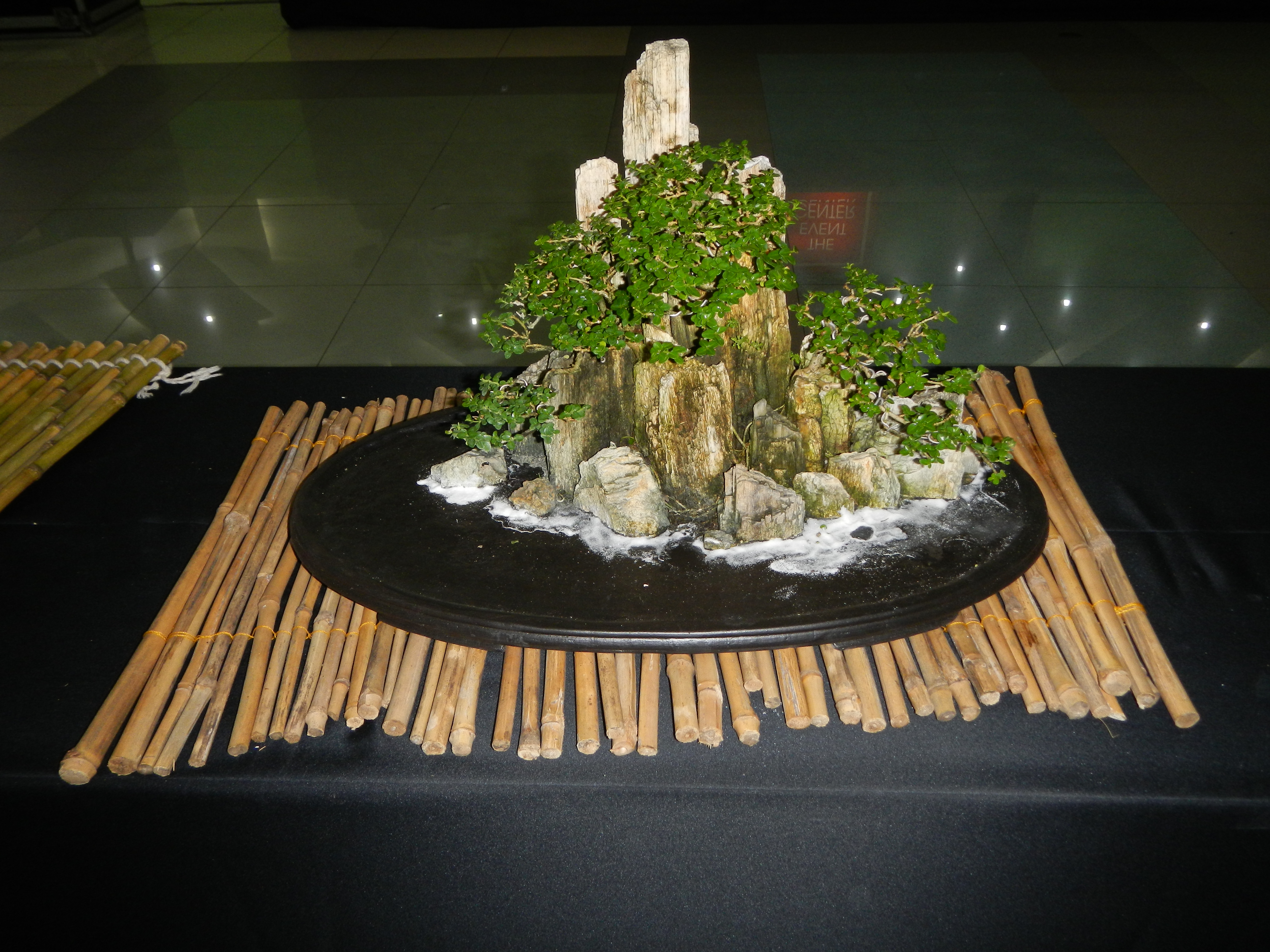 Ficus Rock Landscape Bonsai