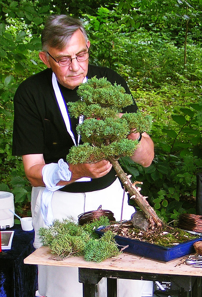 Slanting Chinese Juniper Bonsai