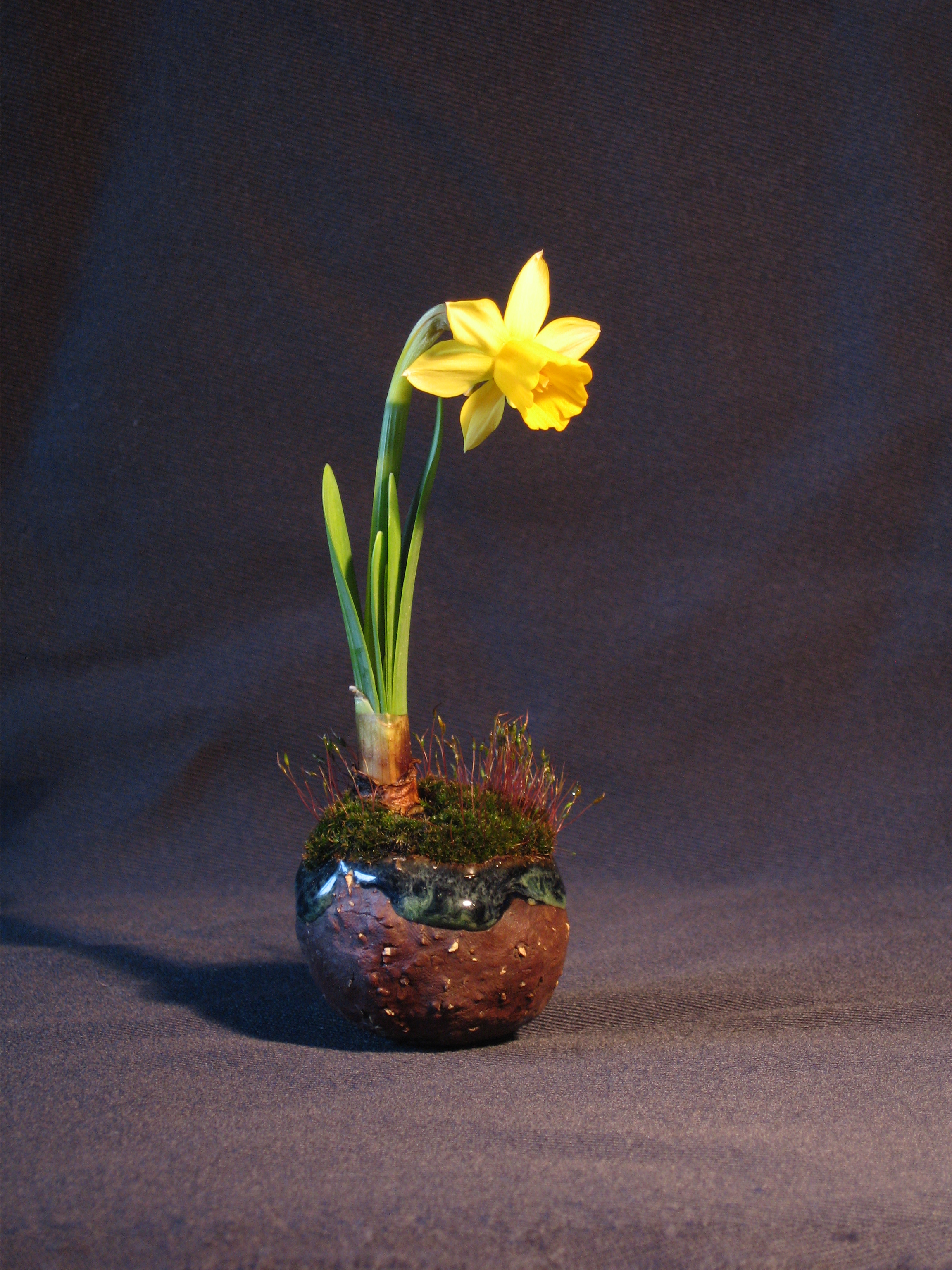 Daffodil Kusamono