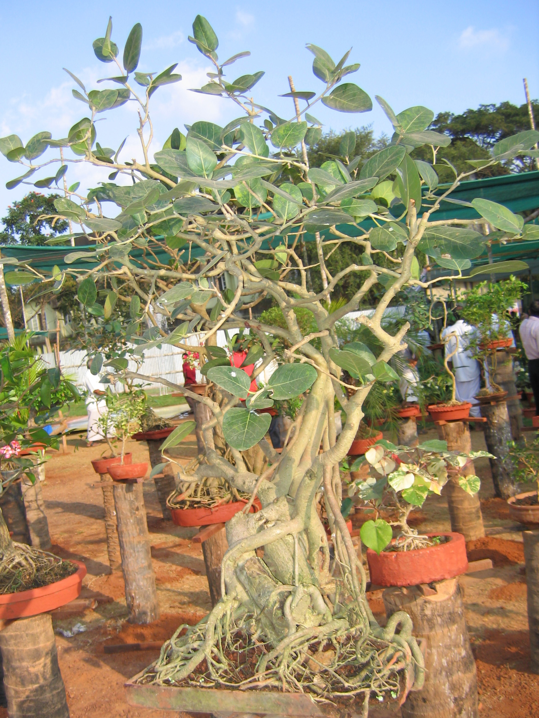 Banyan Fig Bonsai with Aerial Roots