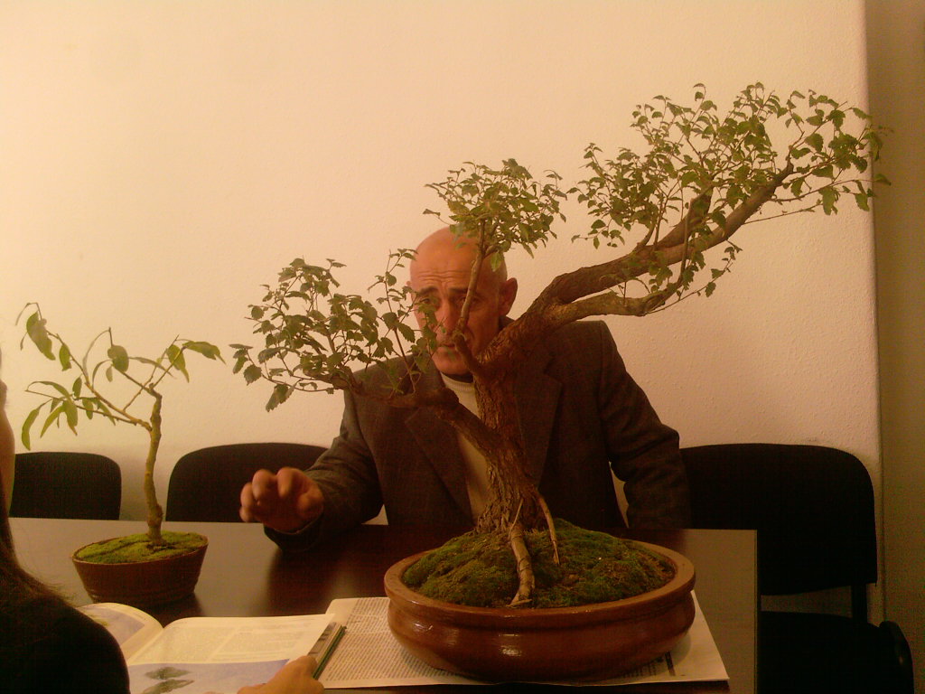 Chinese Elm Informal Upright Bonsai