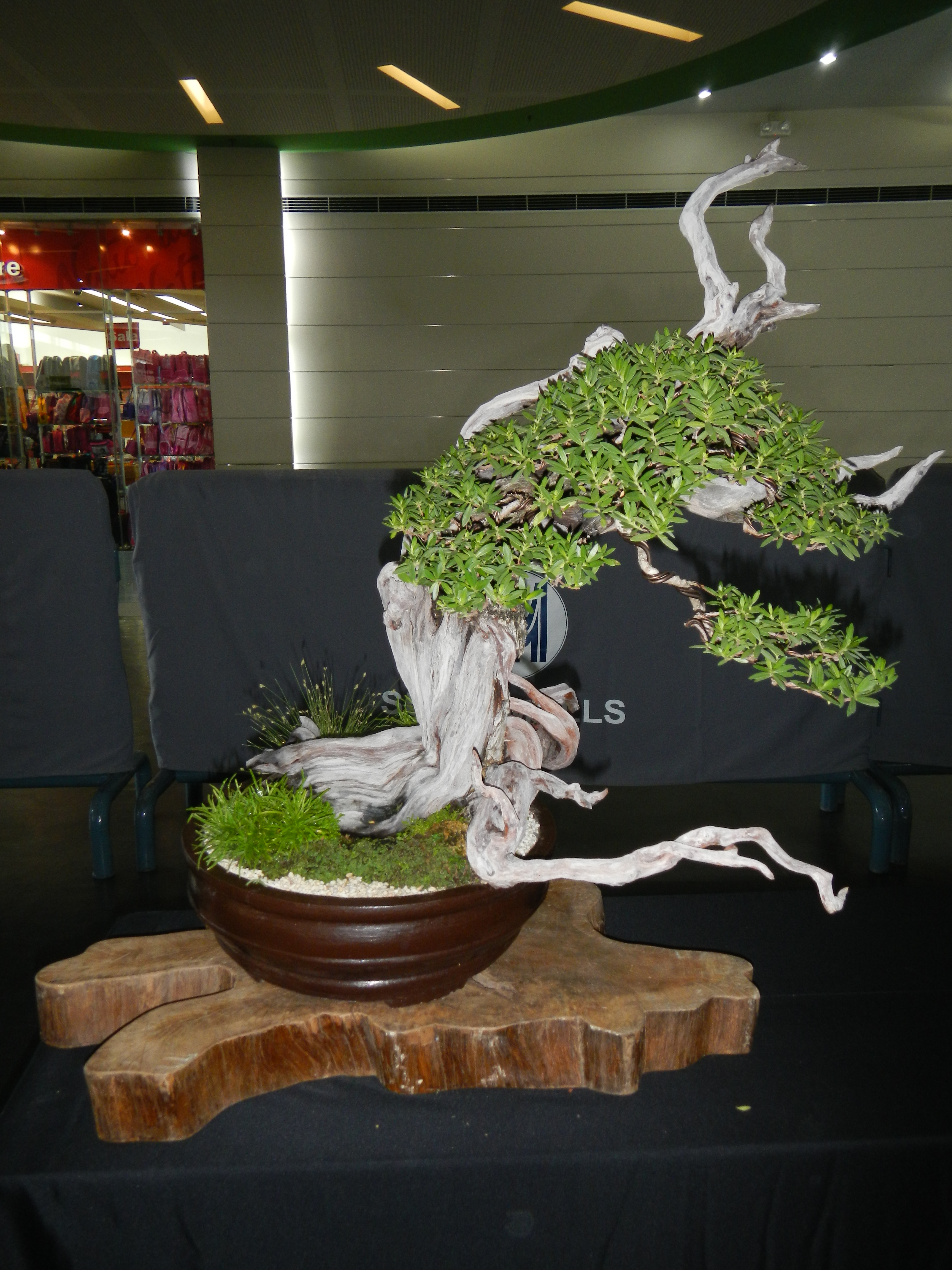 Gnarled Ficus Semi-Cascade Bonsai with Extensive Deadwood