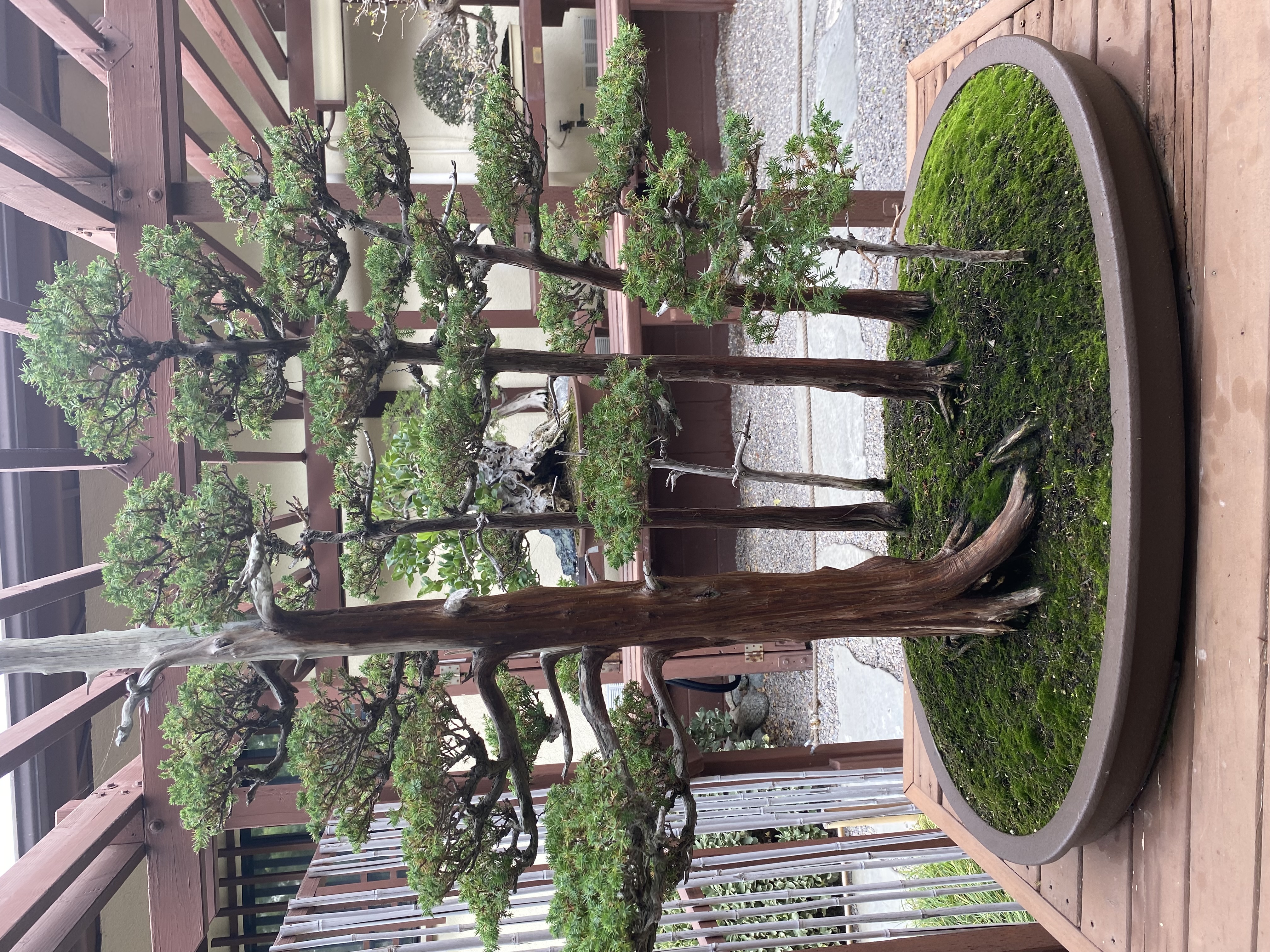 Juniper Forest Bonsai