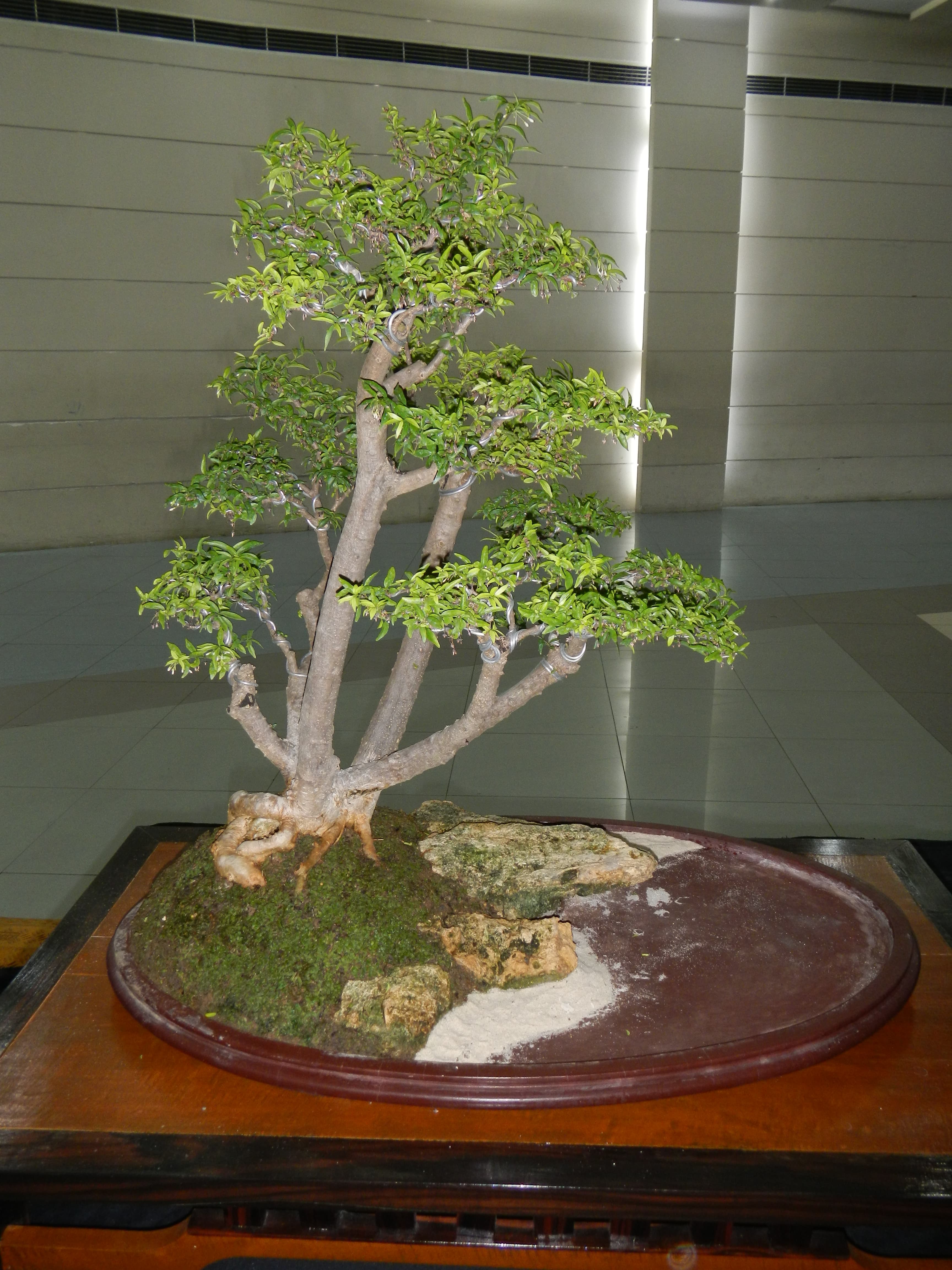 Multi-Trunk Ficus Bonsai with Landscape