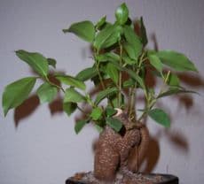 Ginseng Ficus Bonsai