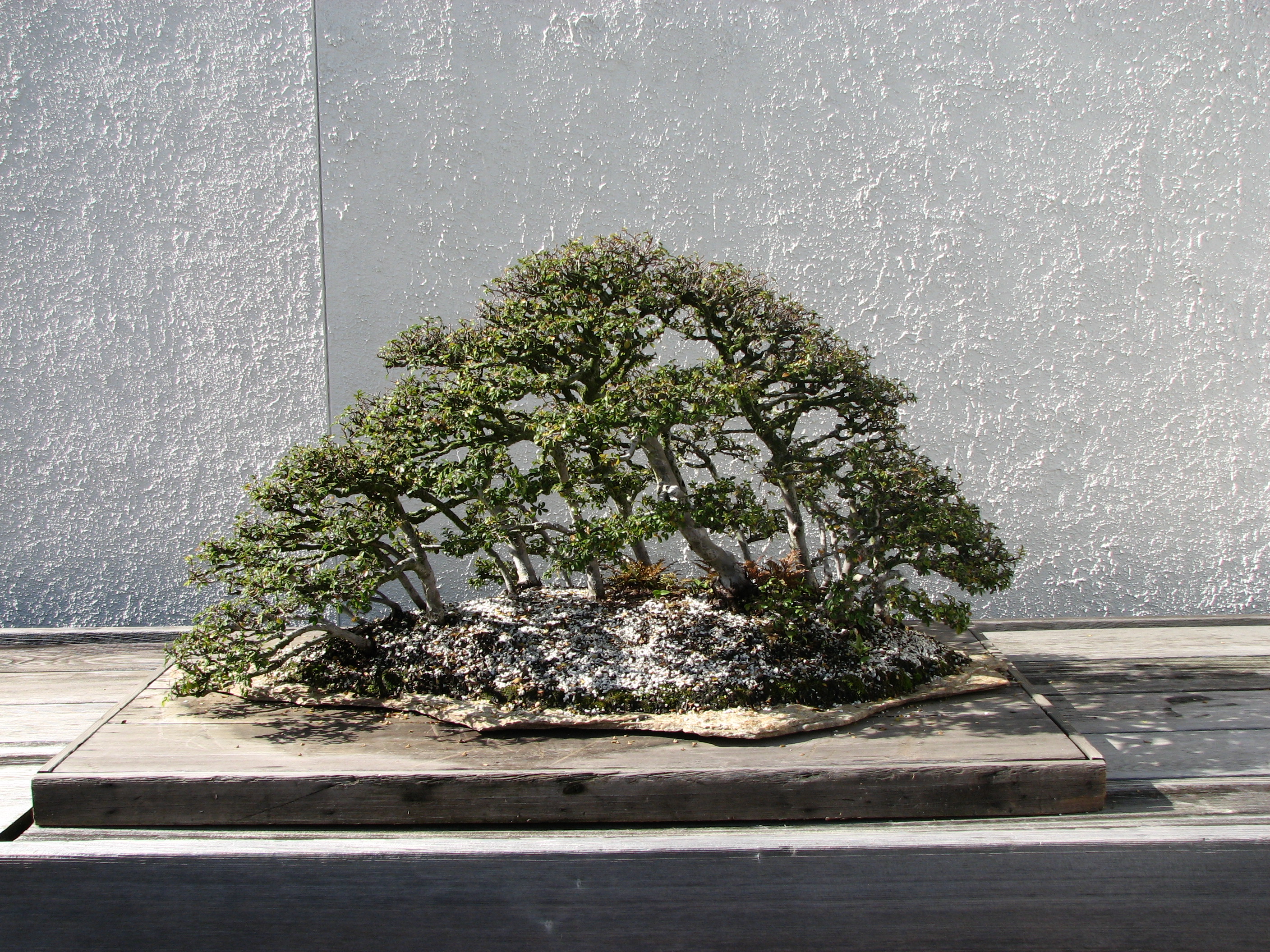 Zelkova Forest Bonsai