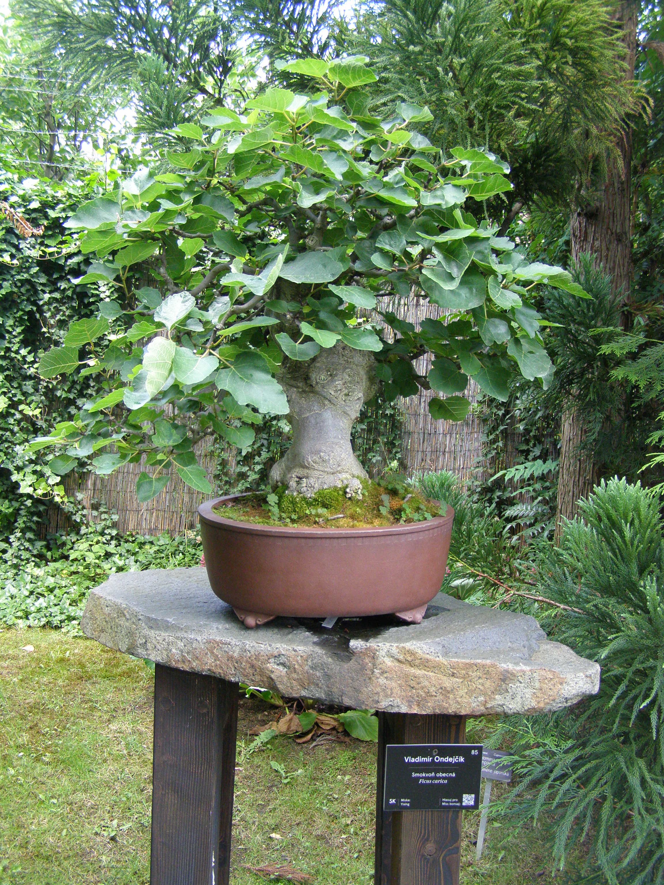 Common Fig Bonsai