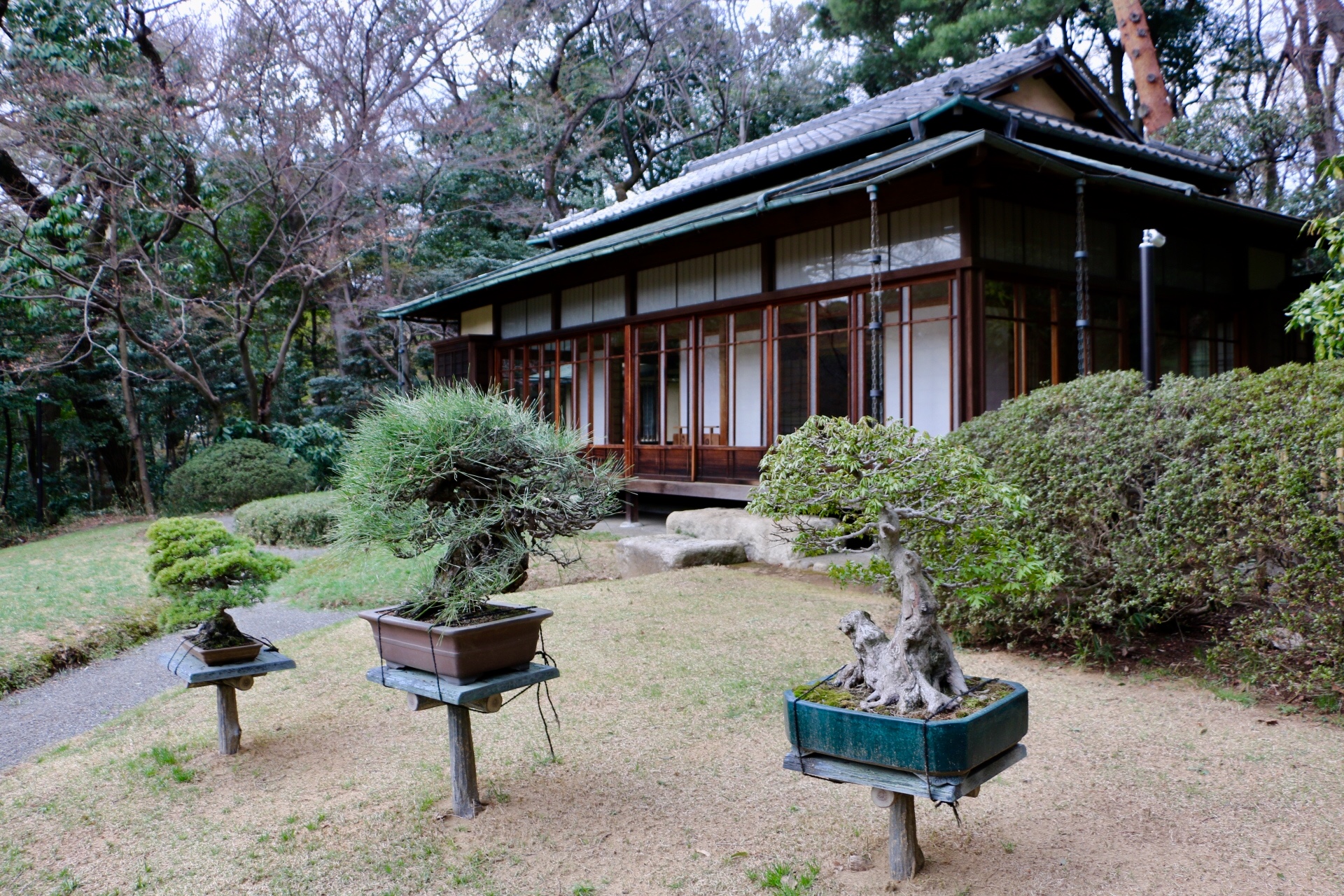 Japanese Maple Informal Upright Bonsai