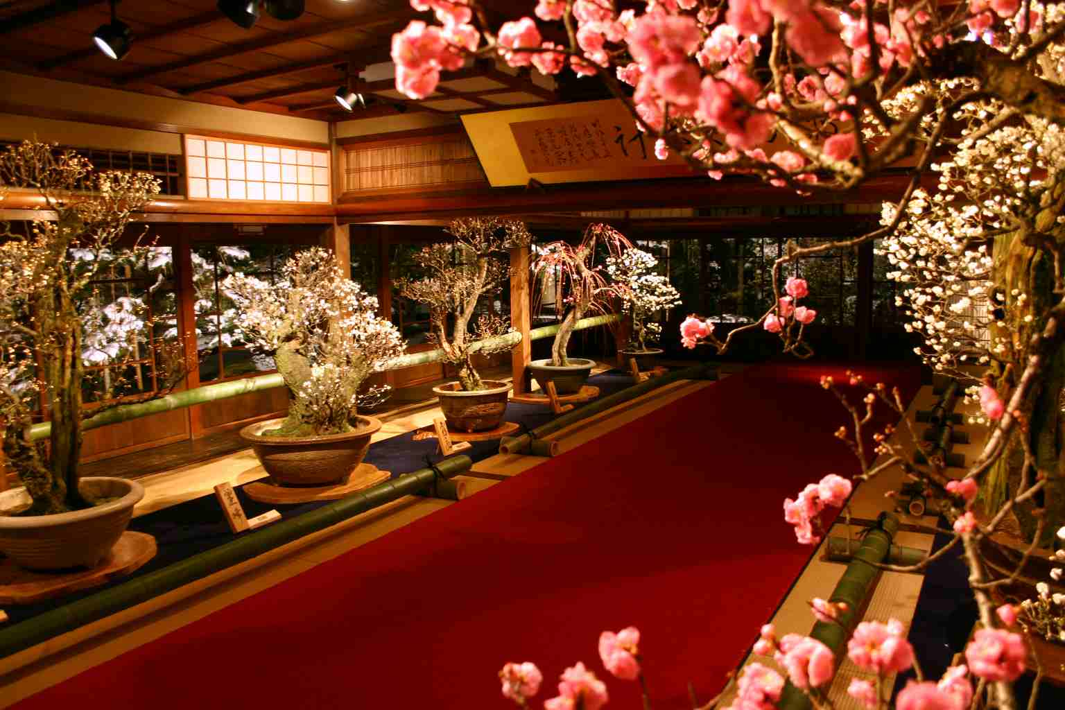 Japanese Apricot Bonsai