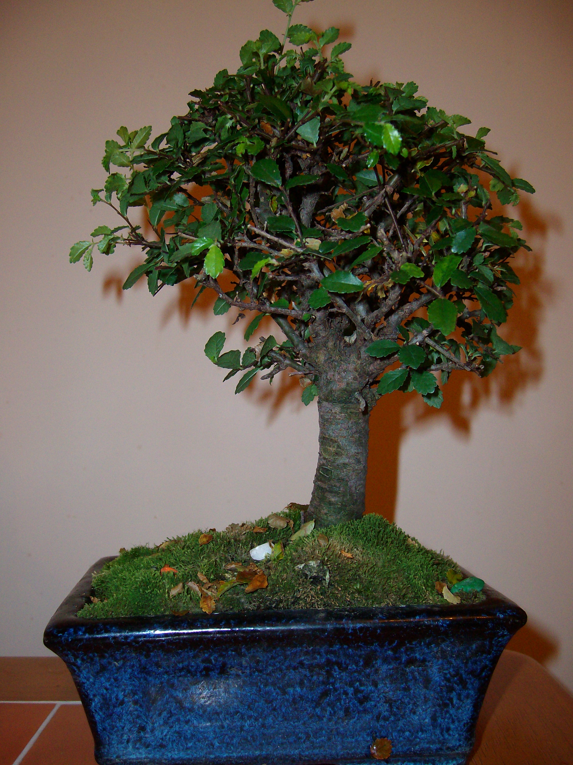 Chinese Elm Bonsai