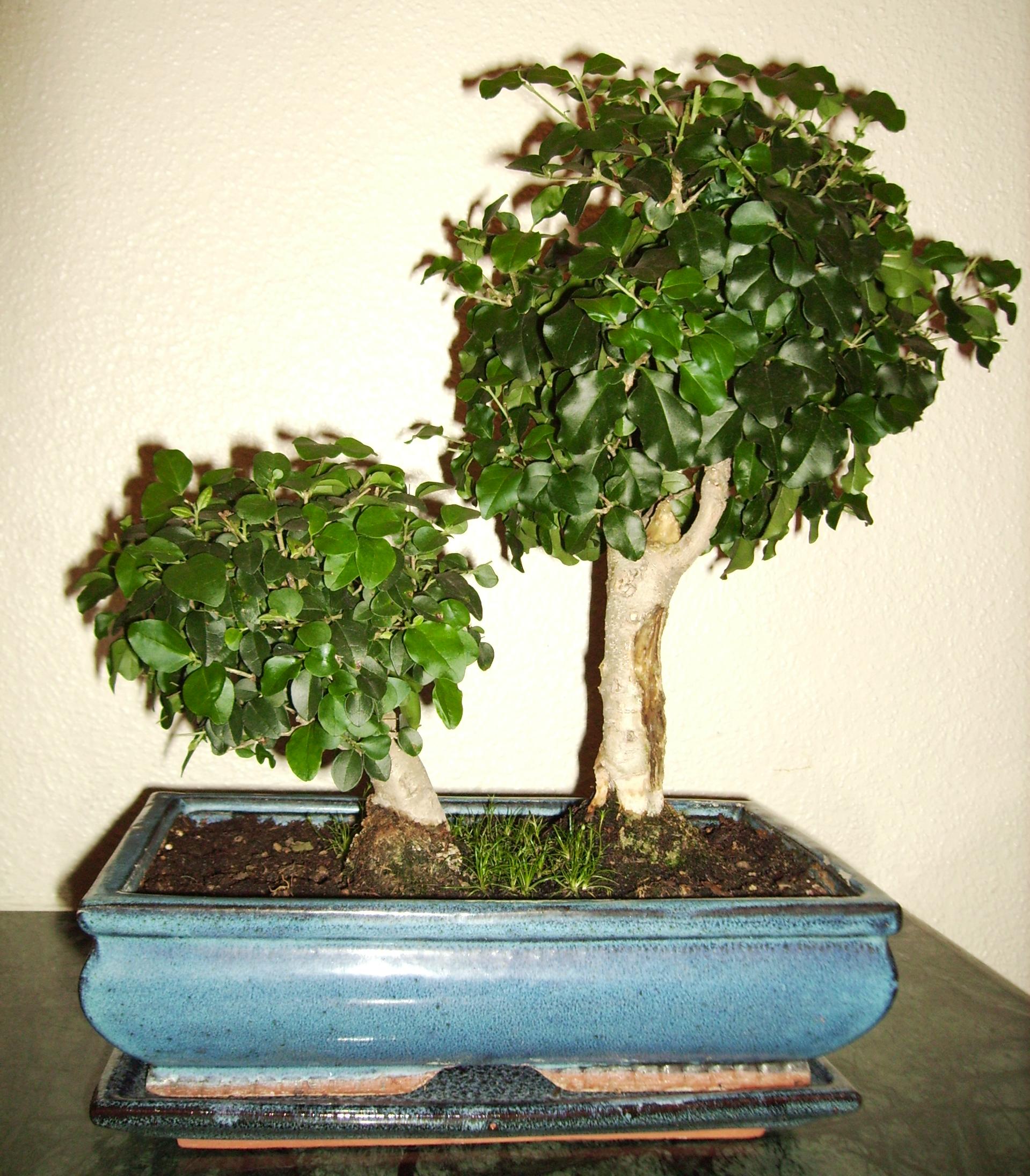 Chinese Privet Forest Bonsai