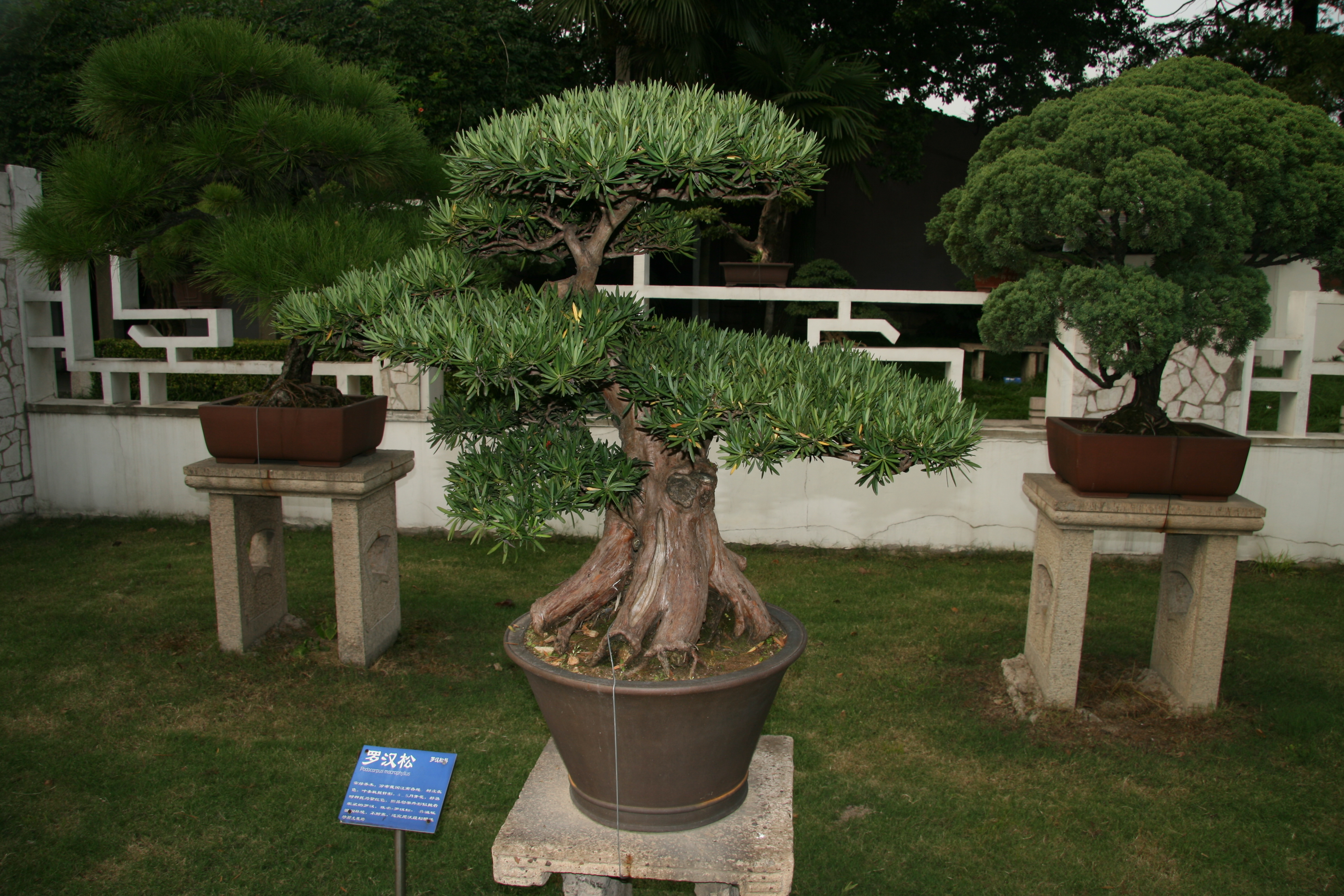 Buddhist Pine Bonsai