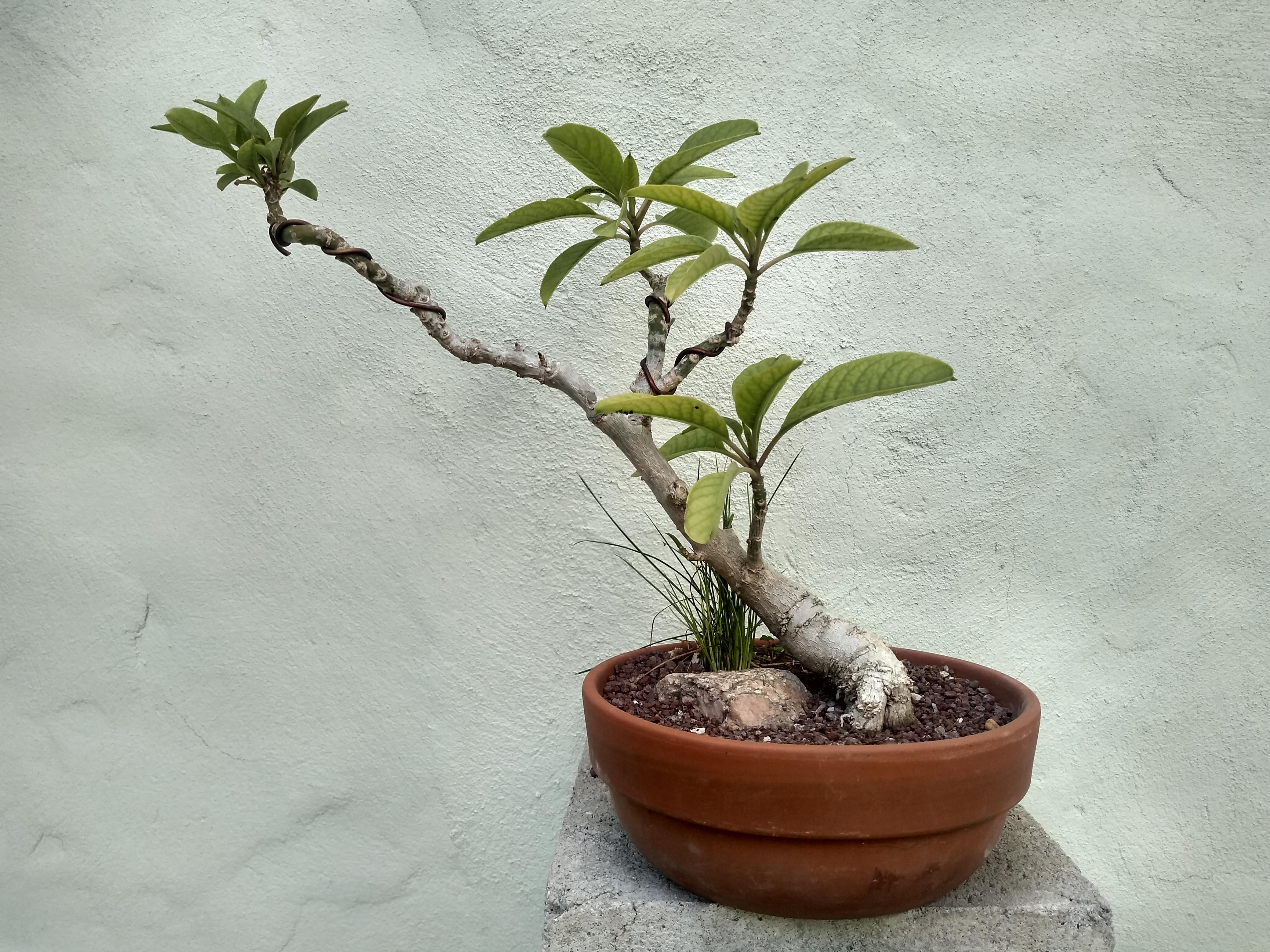 Ombu Bonsai