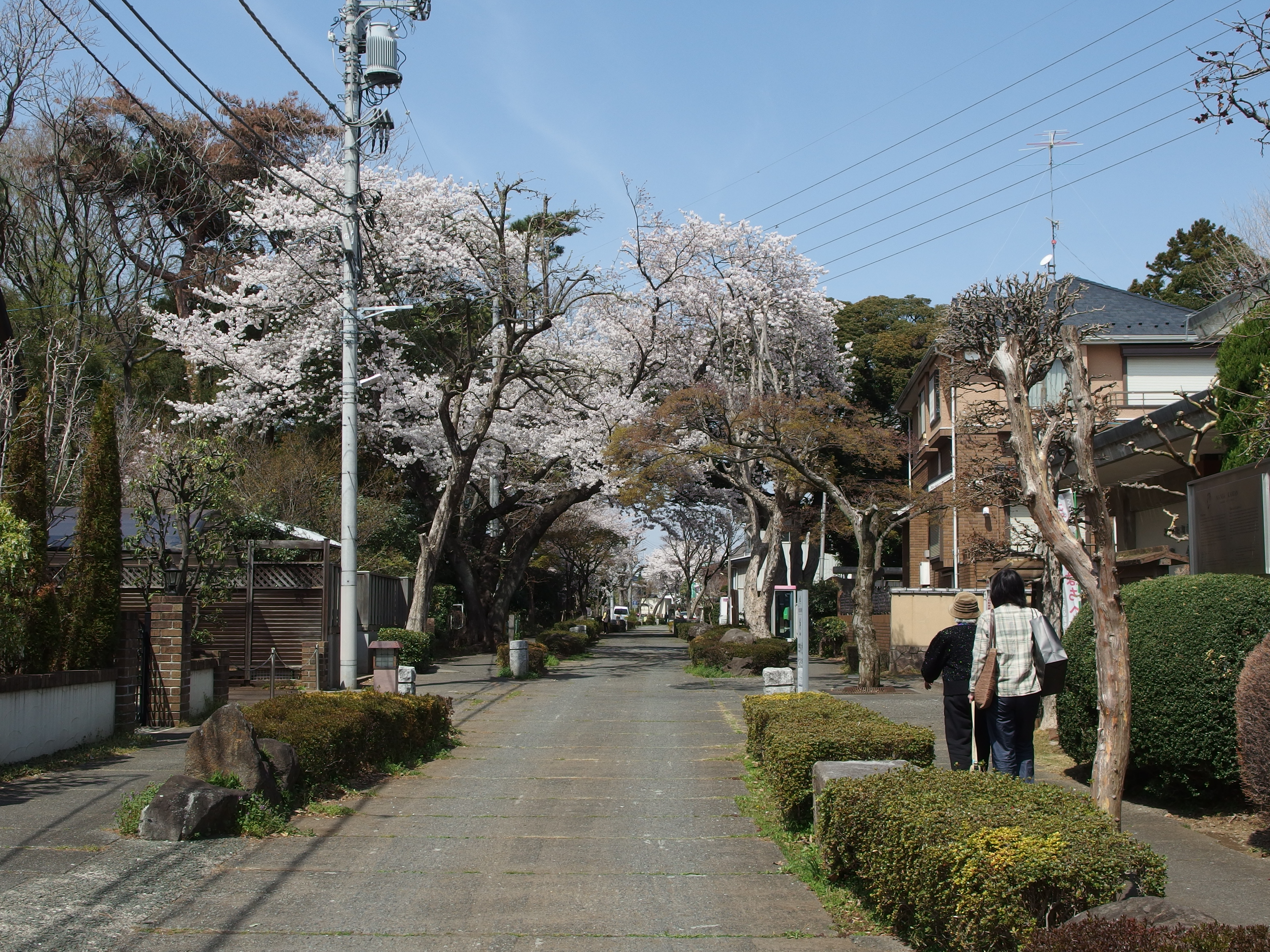 No Bonsai Specimen Visible