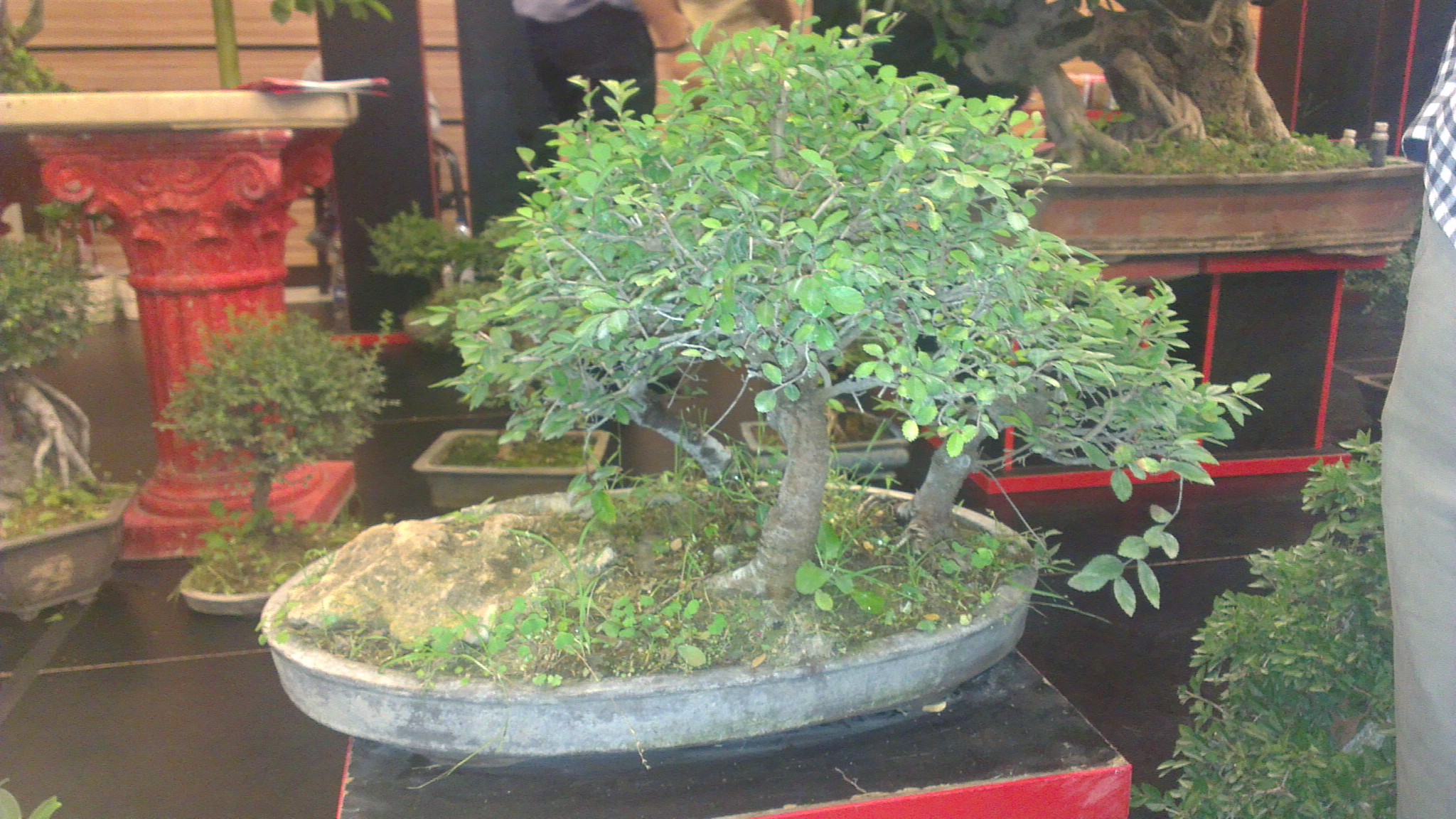 Twin-Trunk Chinese Elm Bonsai with Rock