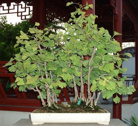 Ginkgo Forest Bonsai