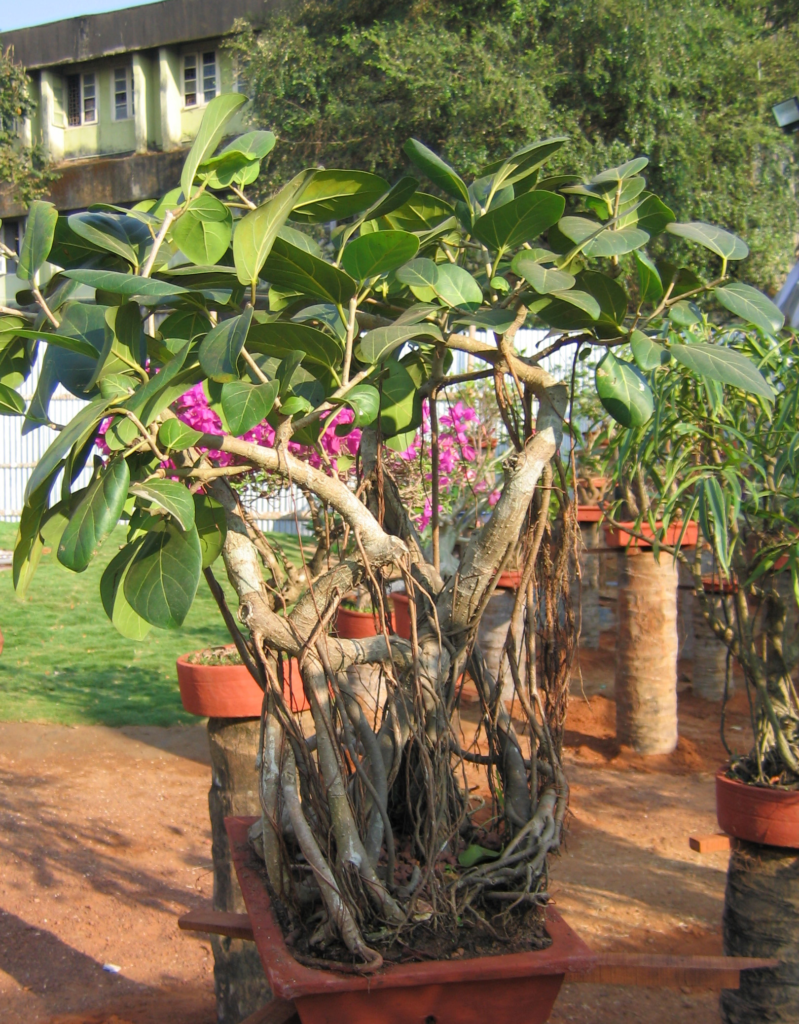Banyan Fig Bonsai with Aerial Roots