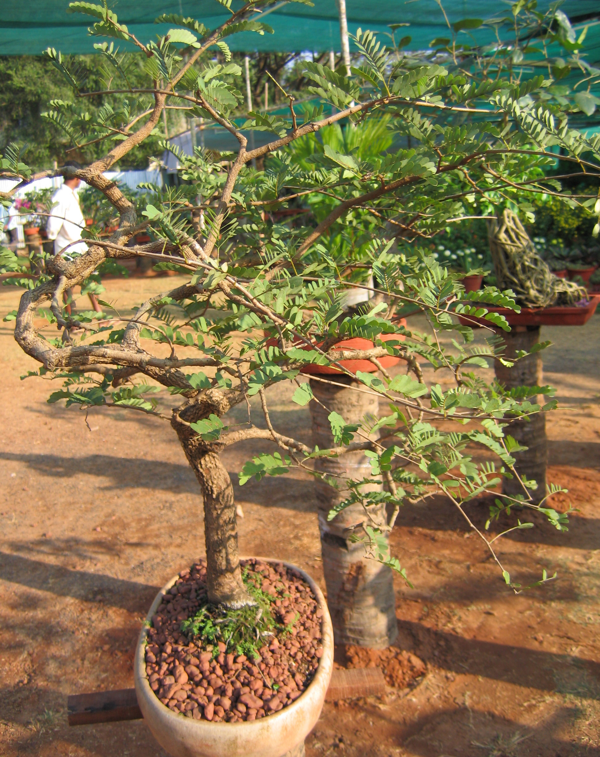 Tamarind Bonsai