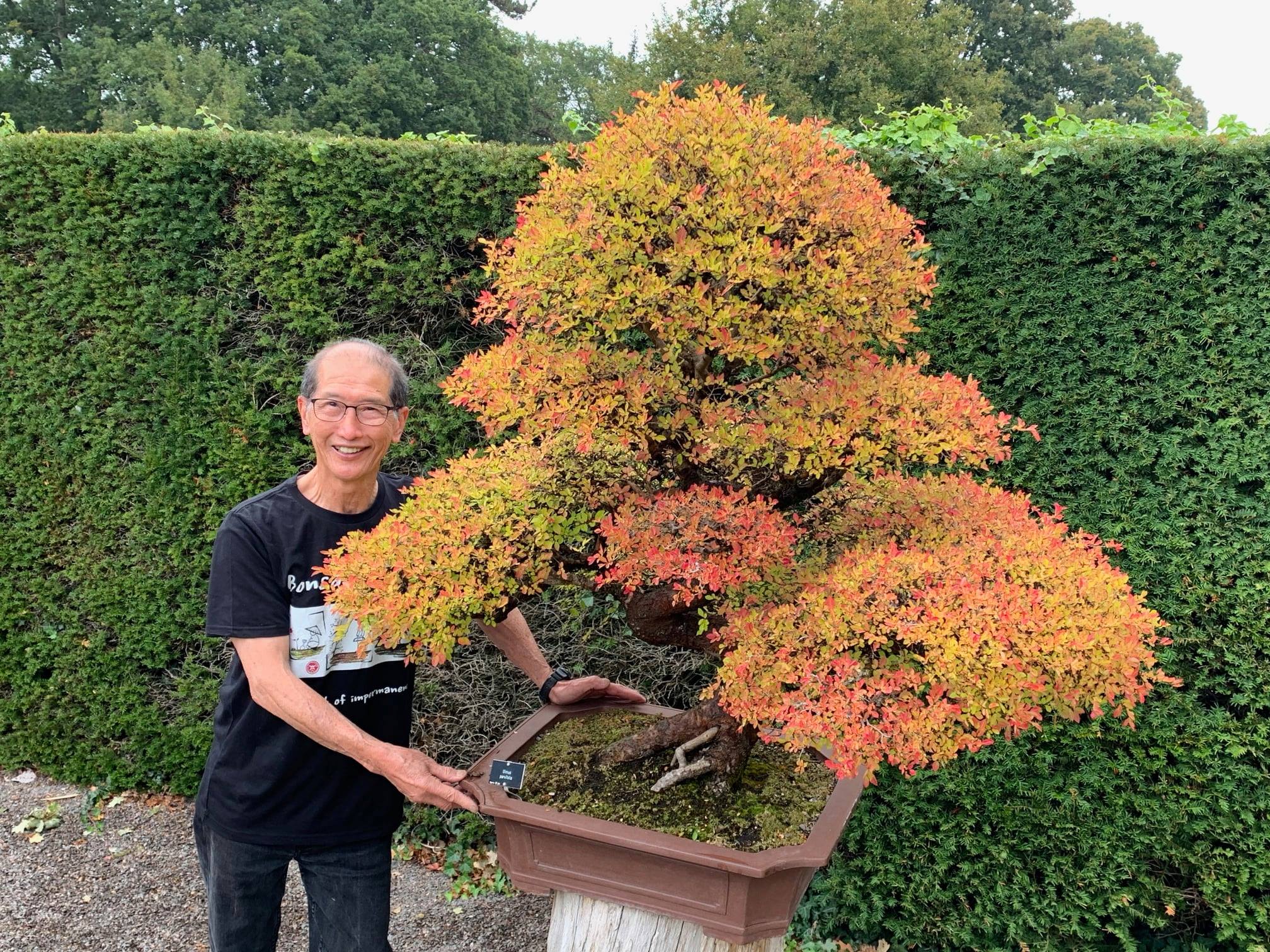 Zelkova Bonsai in Autumn Color