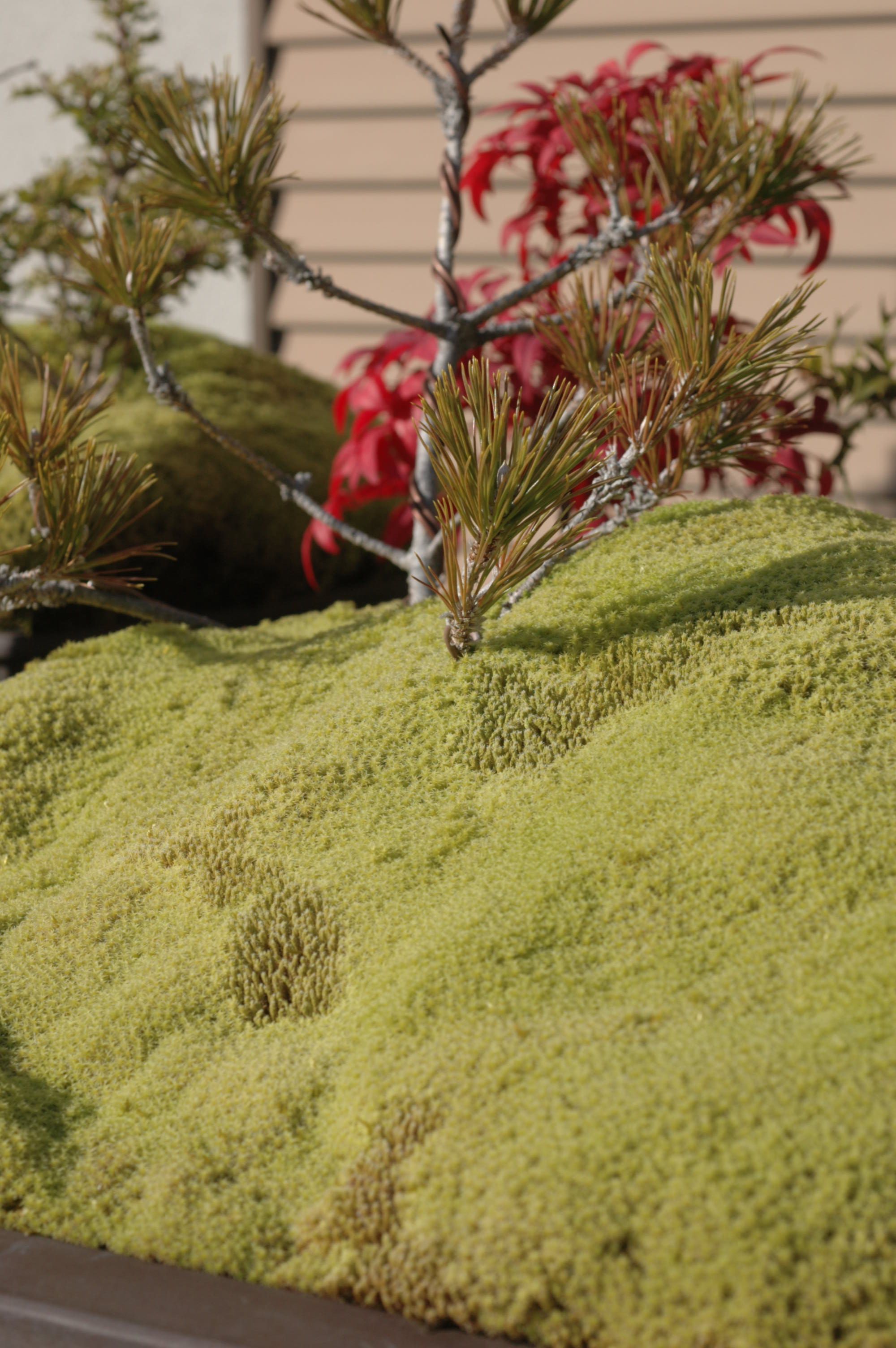 Japanese Black Pine Bonsai with Moss
