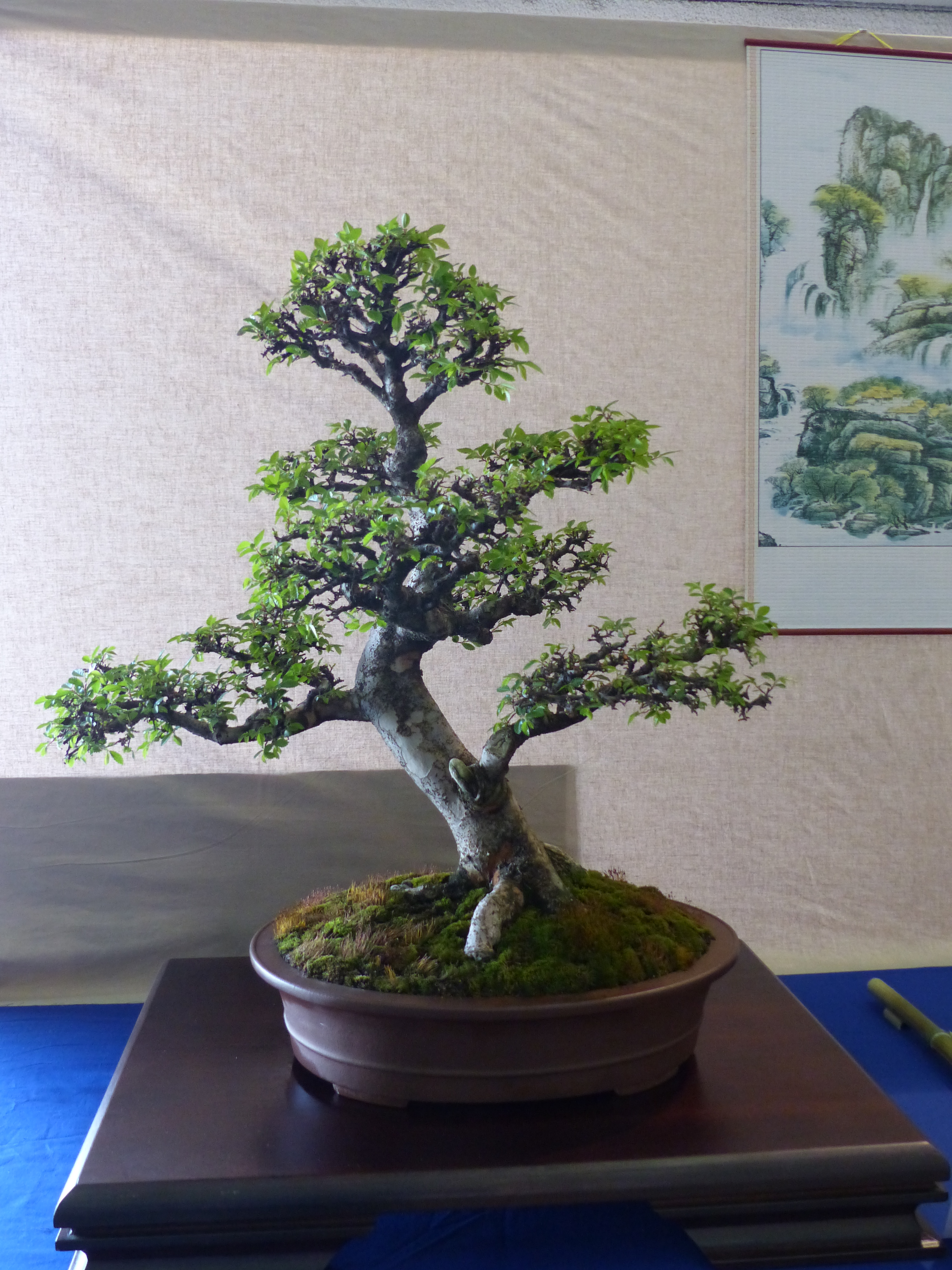 Chinese Elm Informal Upright Bonsai