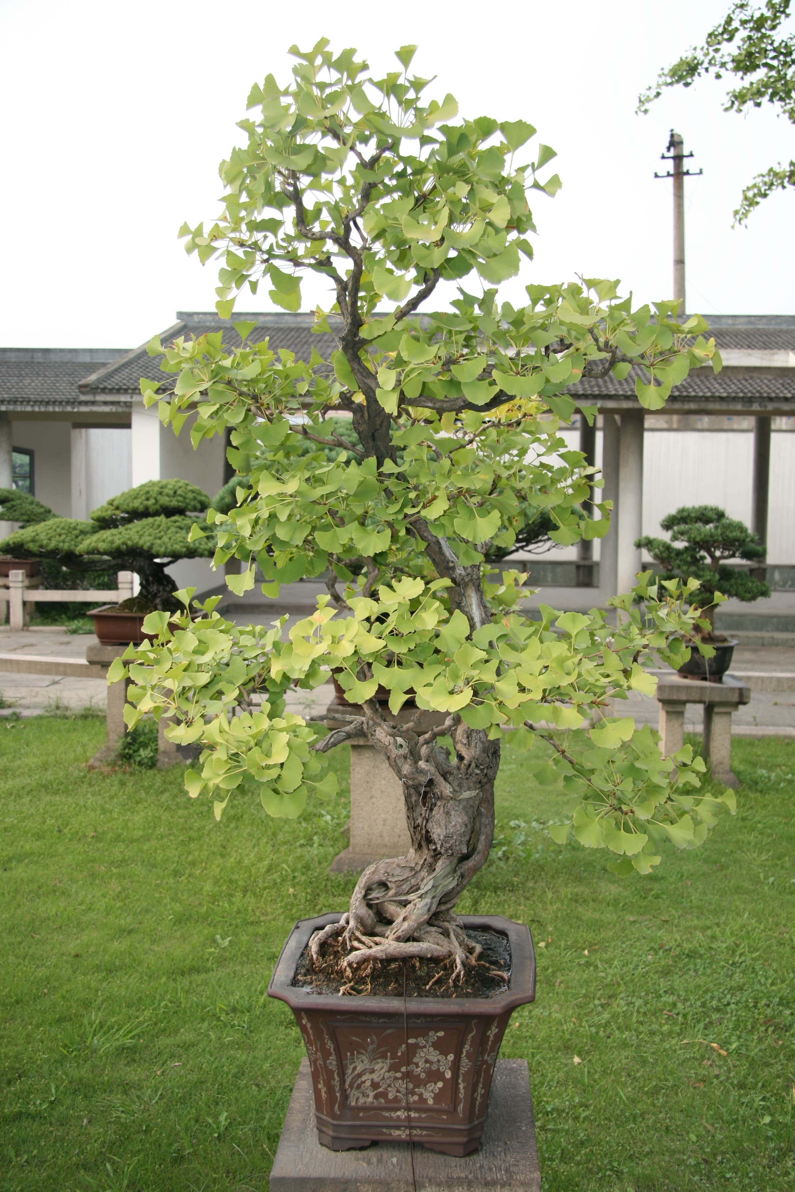 Ginkgo Bonsai
