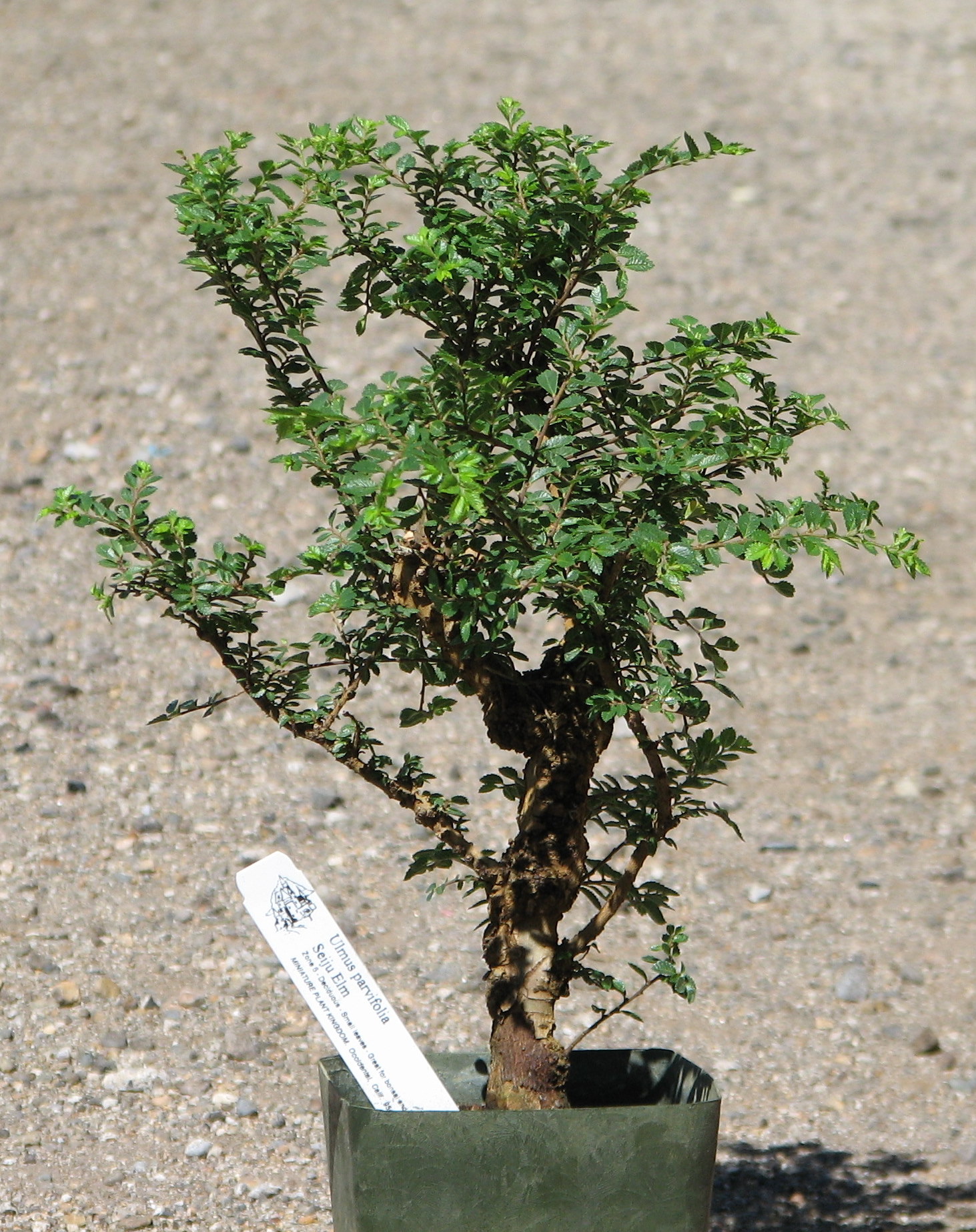Seiju Elm Pre-Bonsai