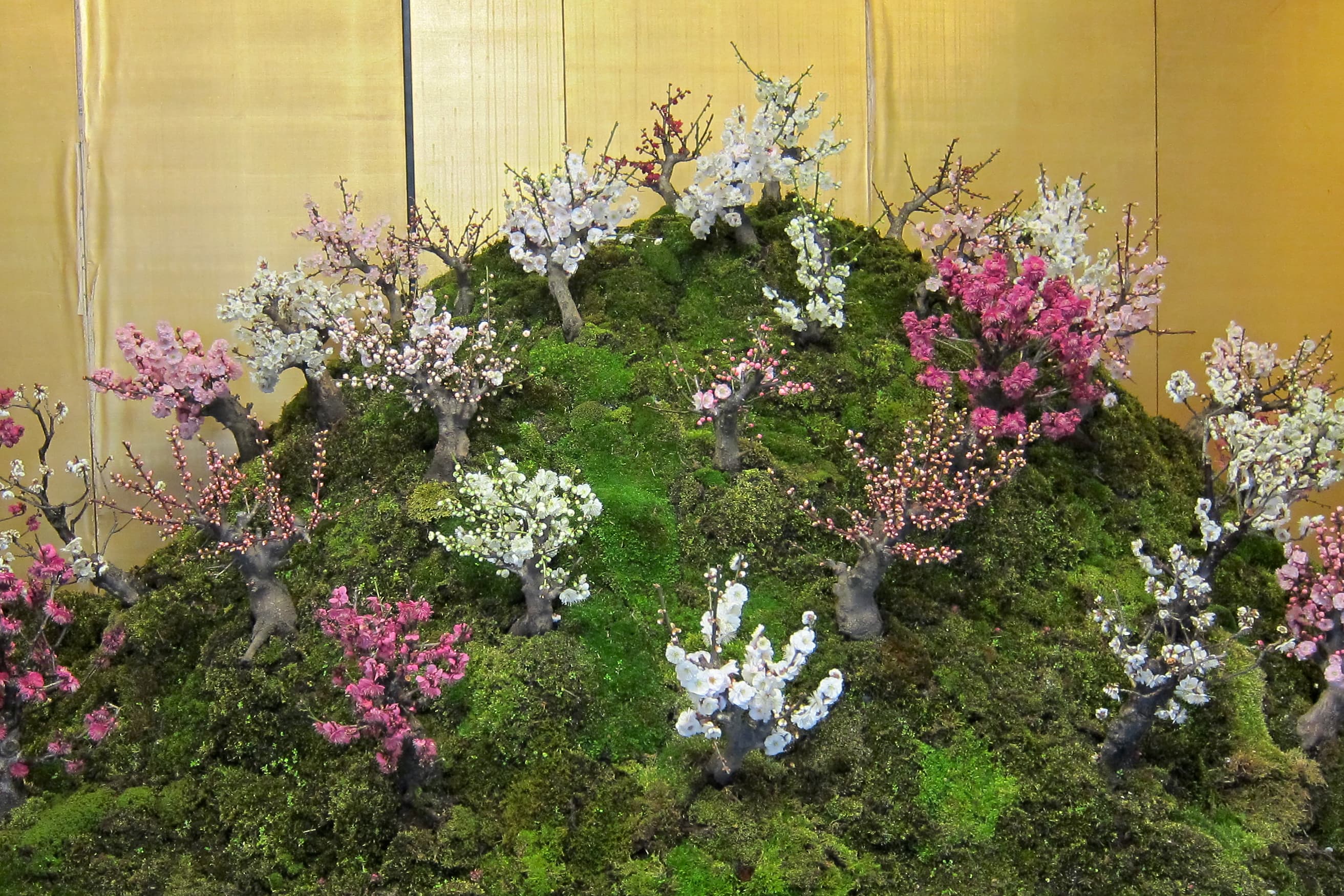 Japanese Plum Bonsai Forest Landscape
