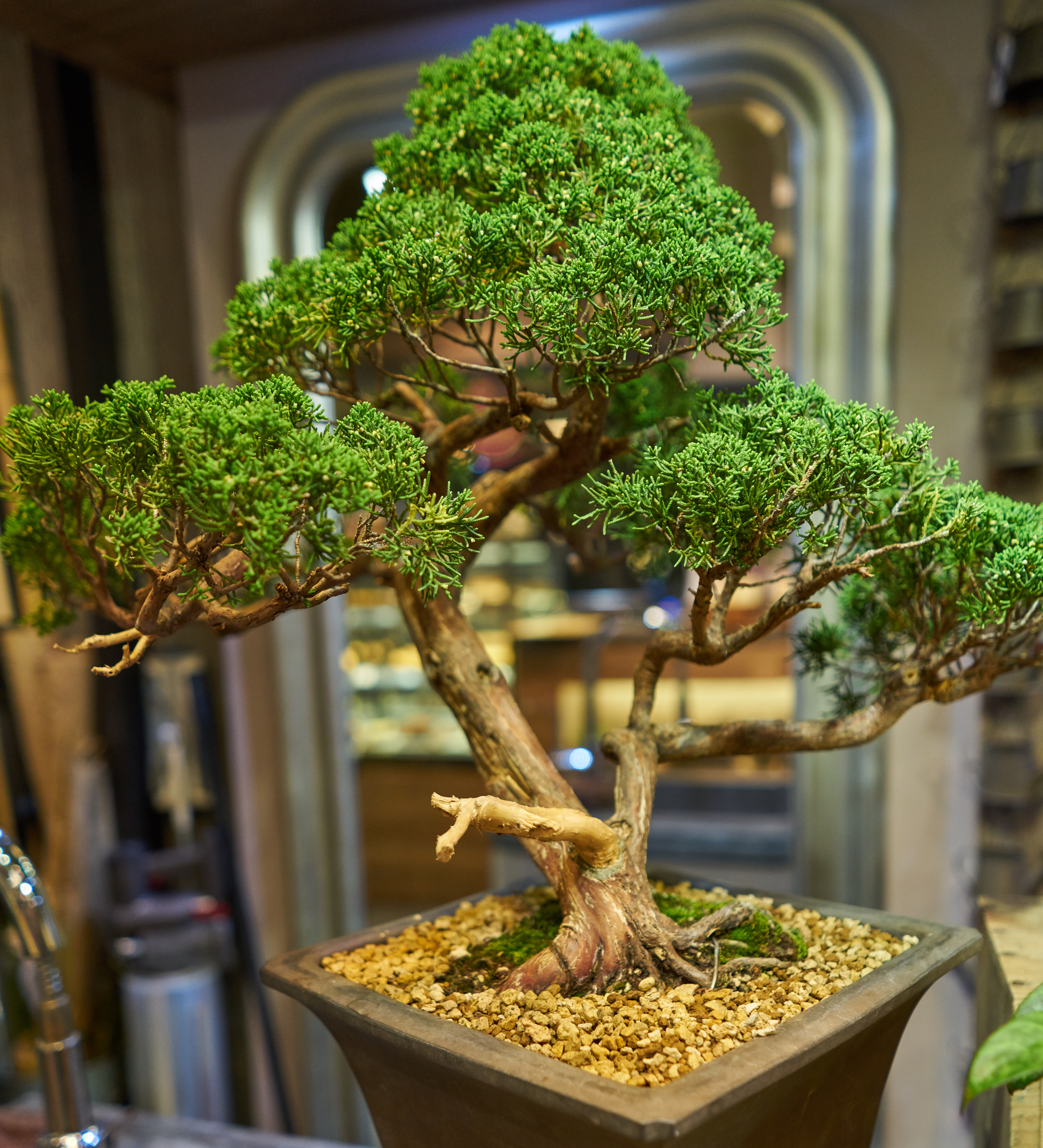 Mature Juniper Bonsai with Jin