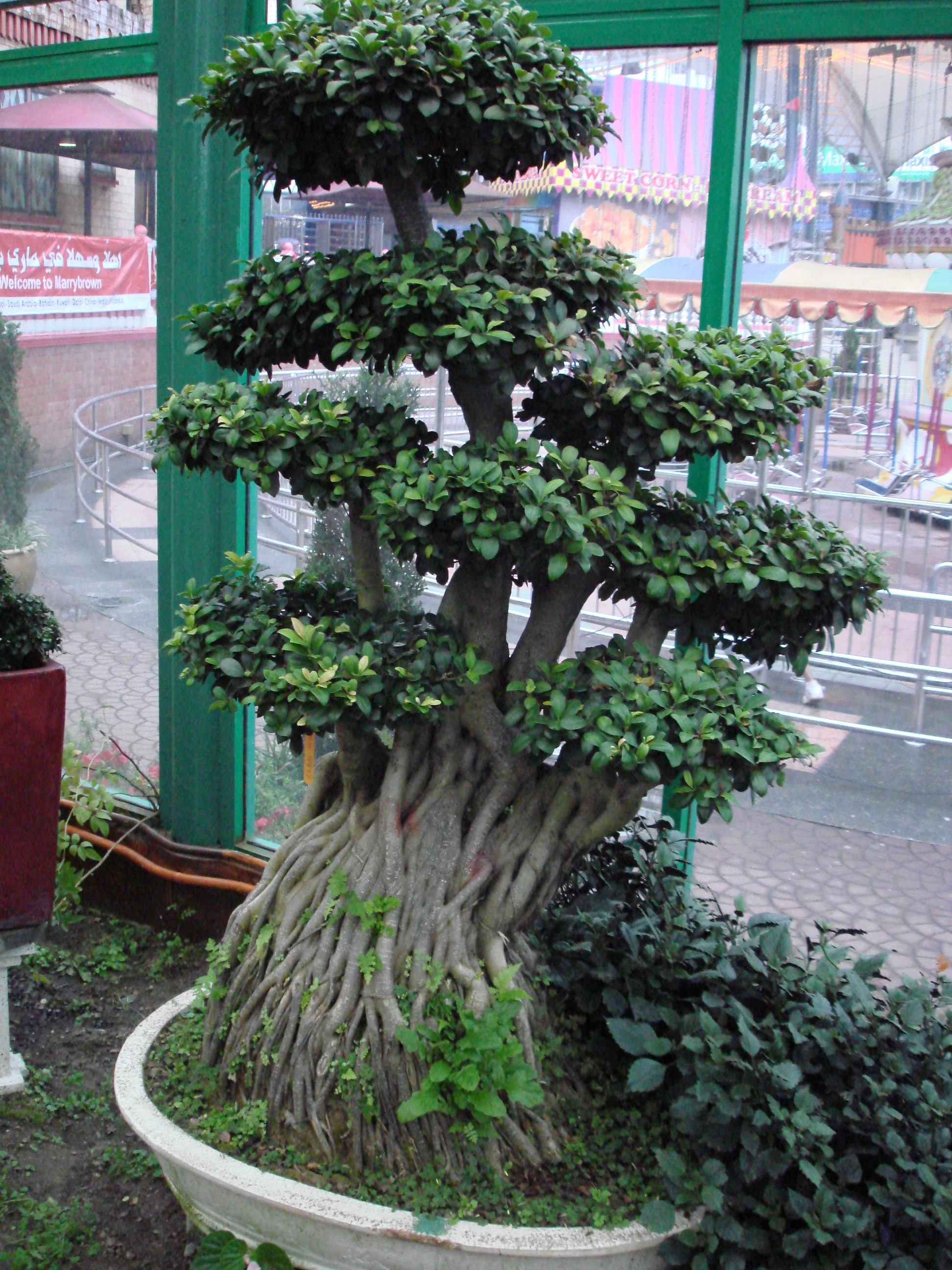 Ginseng Ficus Bonsai with Gnarled Roots